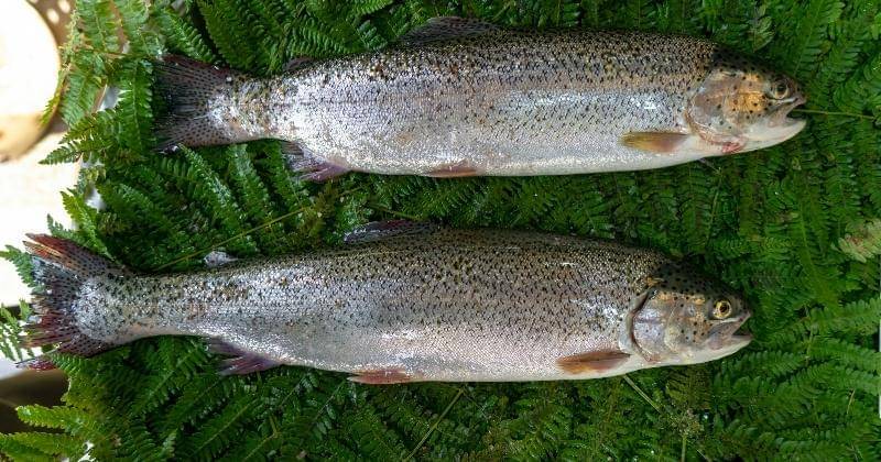 Unsplash/Aknar Nemati